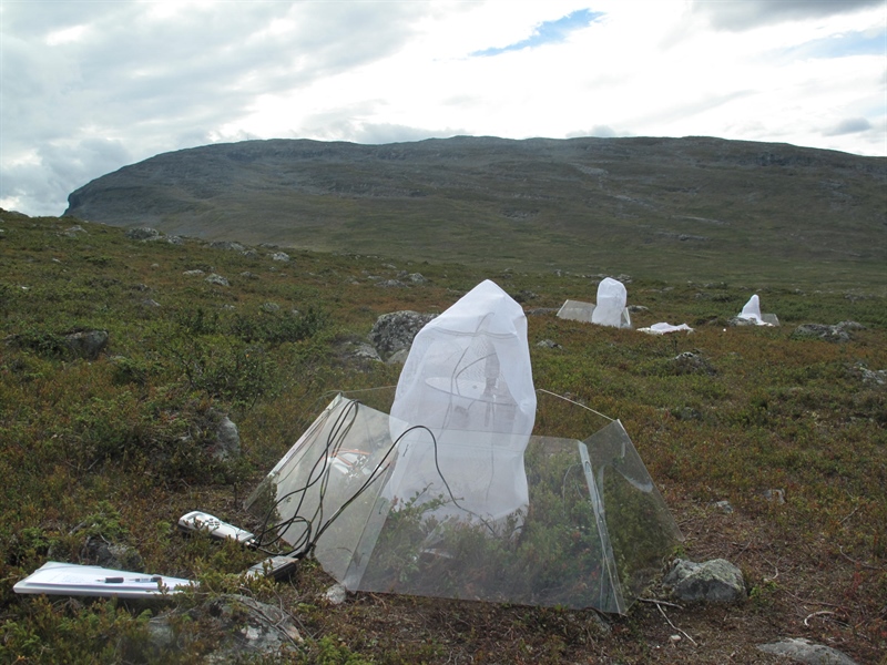 An OTC in Kilpisjärvi, Finland, used in warming experiments to understand how tundras will respond to our changing climate. Photo © Anne Tolvanen