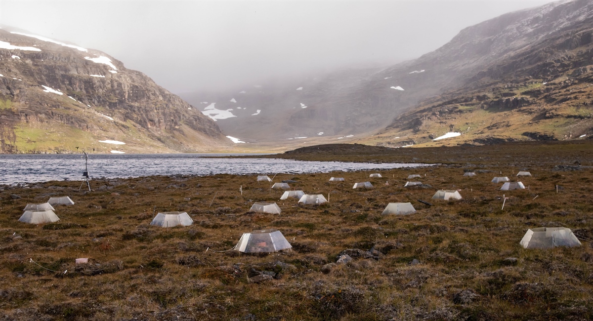 Open-top chambers (OTCs) in Latnjajaure, Sweden provide a controlled environment to study simulated warming of the tundra ecosystem. Photo © Sybryn Maes