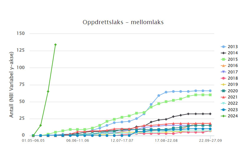 Figurene viser historiske data fra laksenotfangster ved Agdenes NINA overvåker lakseinnsiget til Trondheimsfjorden. Den grønne linja til venstre viser årets fangst av oppdrettslaks i størrelsesorden mellomlaks (66-88 cm) så langt i år. 