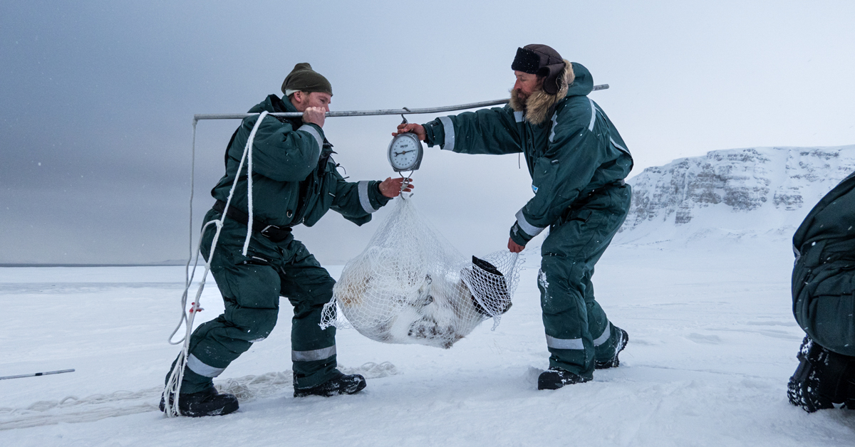Over eller under 50 kilo? Terskelen for om det blir et godt år for reproduksjon eller ikke, ligger på 50 kilo. Foto: Trine Lise Sviggum Helgerud, Norsk Polarinstitutt