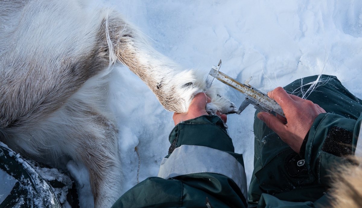 Klauven er et viktig redskap for å grave seg igjennom snø og islag på bakken. Forskerne måler størrelsen for å studere variasjon mellom individer og bestander. Foto: Trine Lise Sviggum Helgerud, Norsk Polarinstitutt