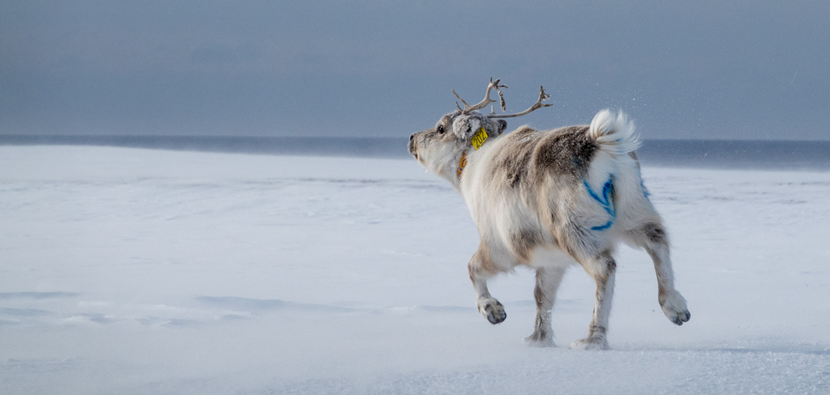 Før reinsdyra slippes fri merkes de med husdyrmaling, slik at forskerne unngår å fange samme dyr en gang til. Foto: Trine Lise Sviggum Helgerud, Norsk Polarinstitutt
