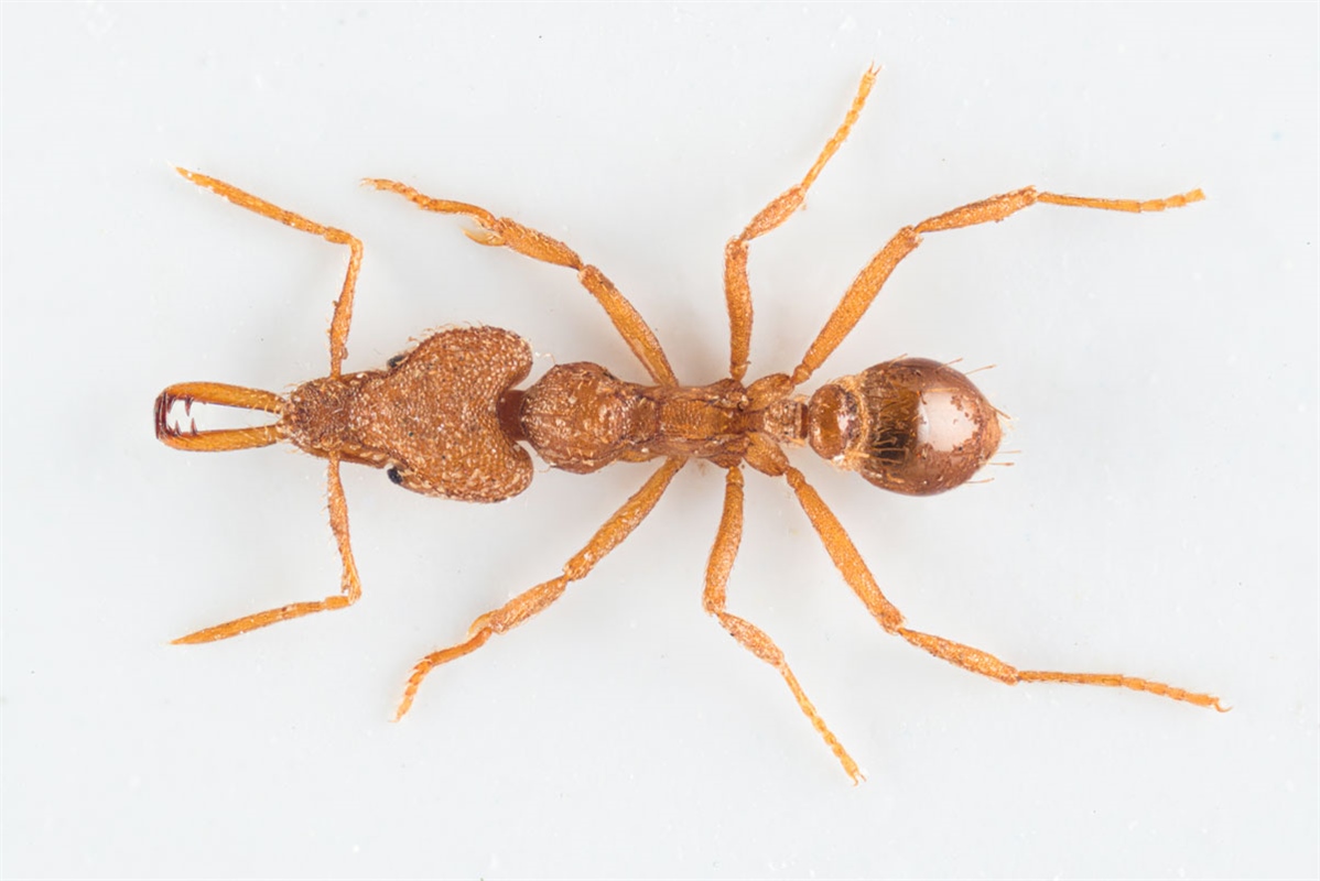Strumigenys rogeri is one of several alien ant species arriving to Norway with garden plant import from Costa Rica. Photo credit: Arnstein Staverløkk, NINA