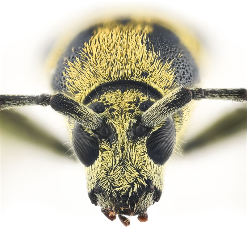 Chlorophorius varius is an alien species arriving to Norway via vines. Photo credit: Arnstein Staverløkk, NINA