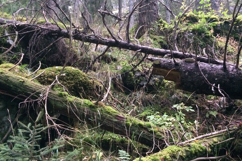 I kjernene av gammelskog i Østmarka finner vi død ved av mange slag. Rundt en fjerdedel av alle artene i skogen bruker død ved, og mange er helt avhengige av dette levestedet, deriblant mange truede arter. Foto: Rannveig Jacobsen
