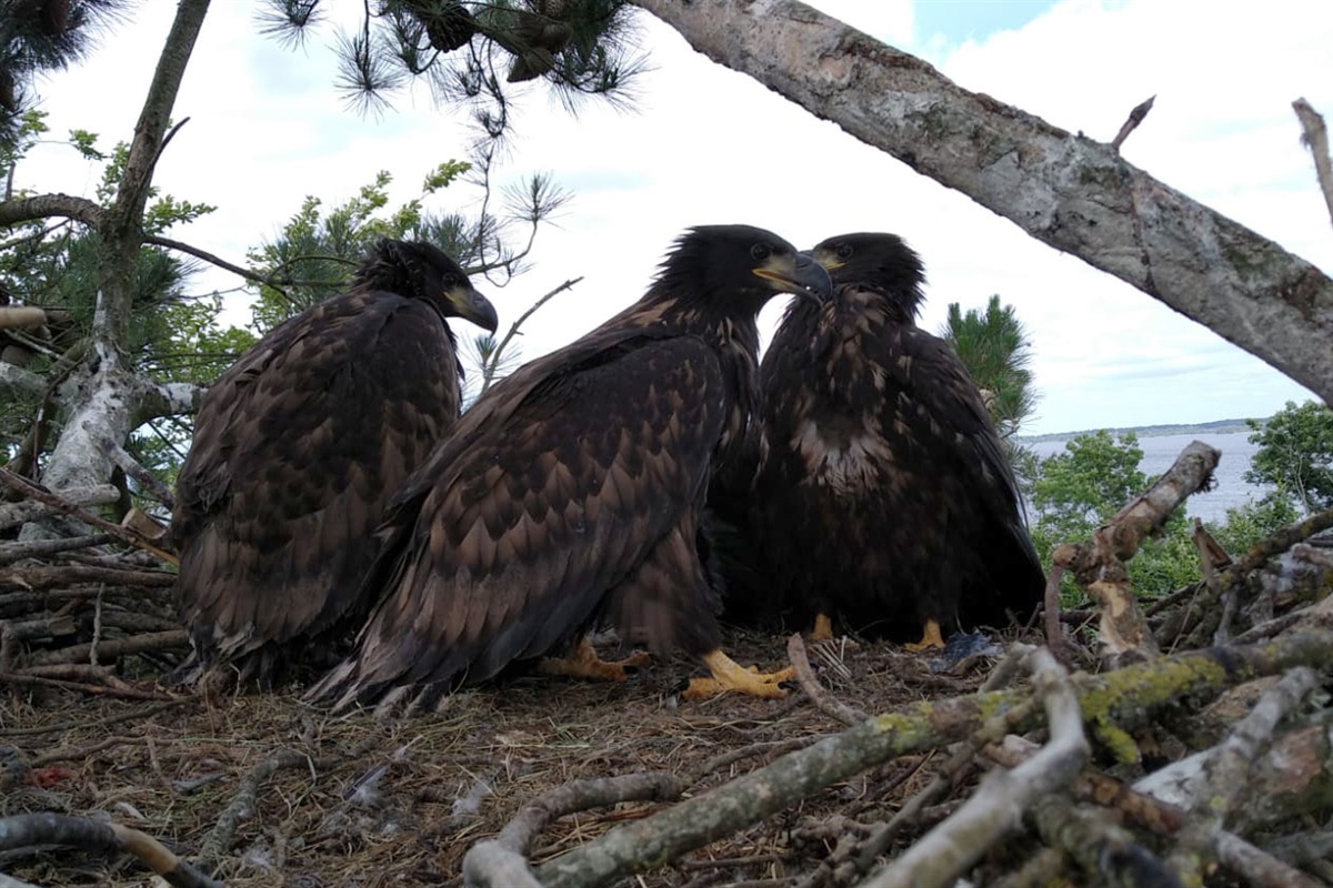Triplets are a rarity among sea eagles, but somewhat more common in Ireland, as seen in this nest. Photo: Damien Clarke.
