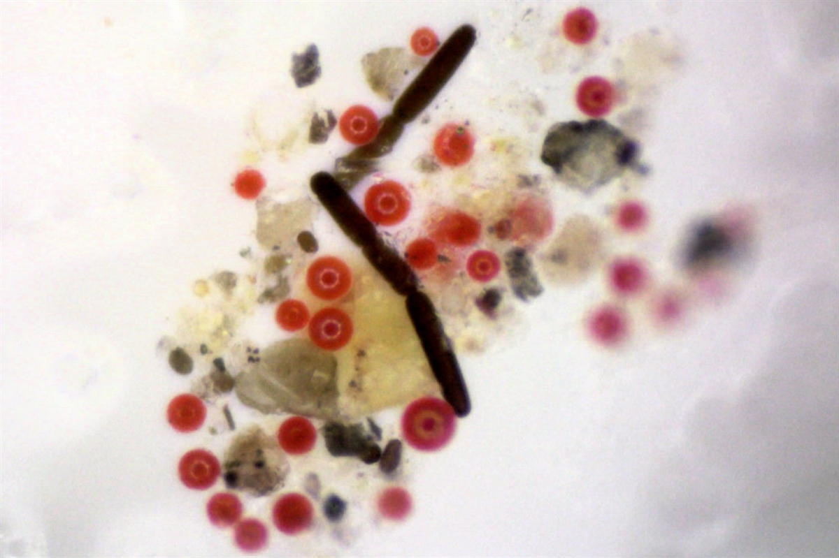 Communities of microscopic algae living on the Robert Island ice cap. The colourful cells absorb solar radiation, transferring that energy to heat, and melting the surrounding ice. Photo: Alex Thomson, Andrew Gray