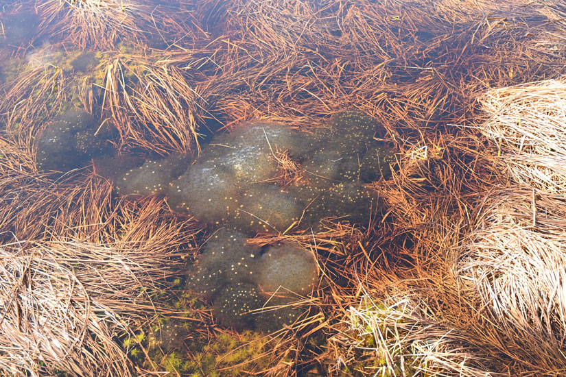 Egglase av spissnutefrosk som biologene samlet inn og flyttet. Foto: Jeroen van der Kooij.