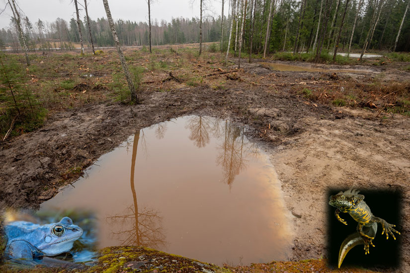 En av dammene som er spesialdesignet for spissnutefrosk, men alle amfibieartene trolig vil finne seg til rette i. Foto: Jeroen van der Kooij.