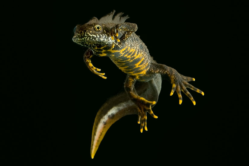 Storsalamanderen er blant artene som allerede yngler i de restaurerte dammene. Foto: Jeroen van der Kooij.