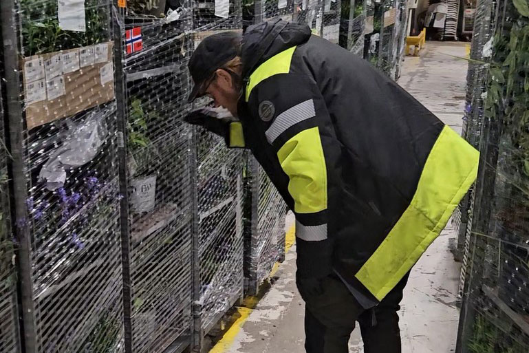 Mange blindpassasjerer skjuler seg blant plantene som blir kjørt over landegrensen. Foto: Anders Often.
