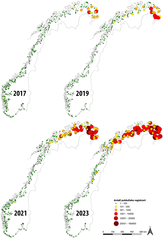 Siden 2017 har innsiget av pukkellaks blitt mangedoblet og antallet elver med mye pukkellaks vest- og sørover har økt I 2023 ble det satt ut mange feller for å stoppe pukkellaksen før den gikk opp i elva. Har det hatt en effekt? Hvor stor blir invasj