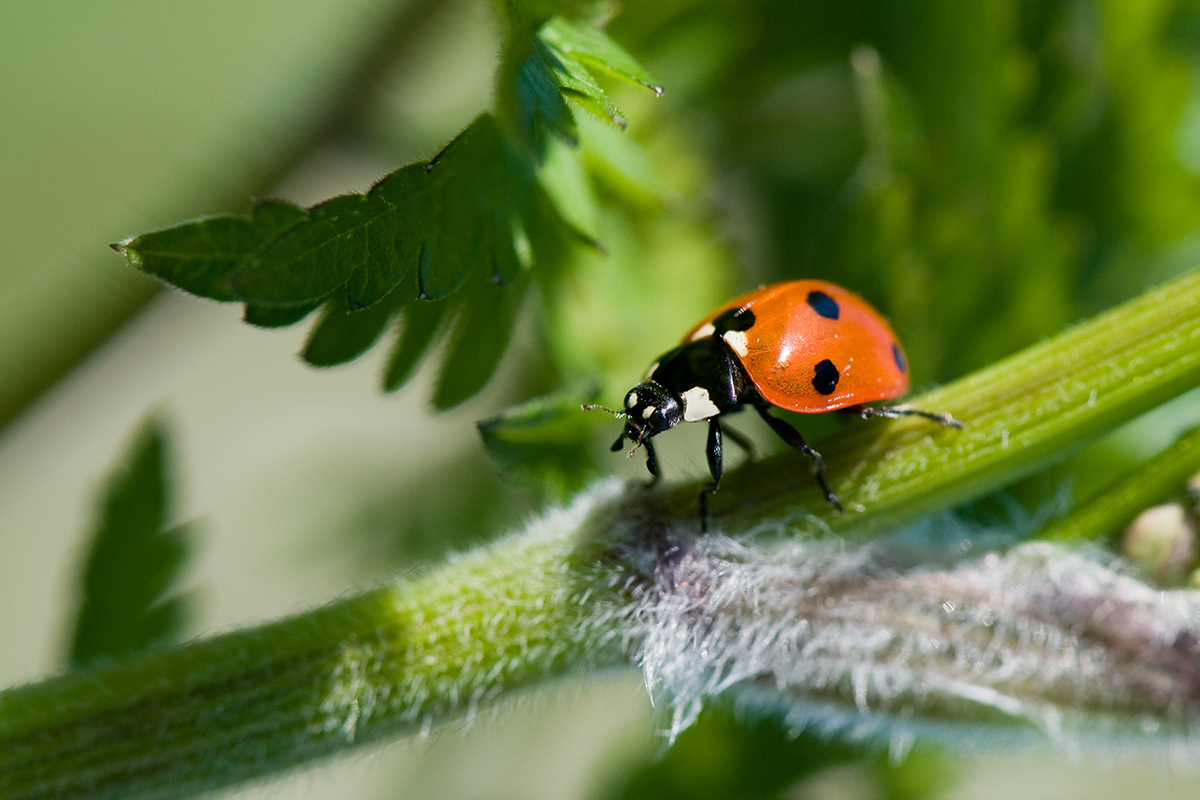 Sjuprikket marihøne (Coccinella septempunctata) er en av de vanligste artene av marihøne.  Foto: Arnstein Staverløkk, NINA