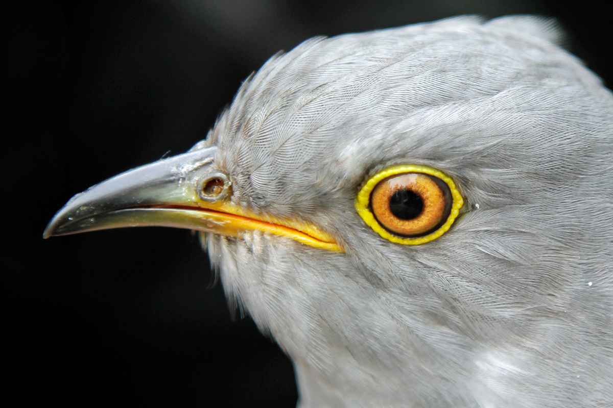 Gjøken er avhengig av vertsfugler for å finne reir til å legge egget sitt i. Foto: Bård Stokke, NINA 