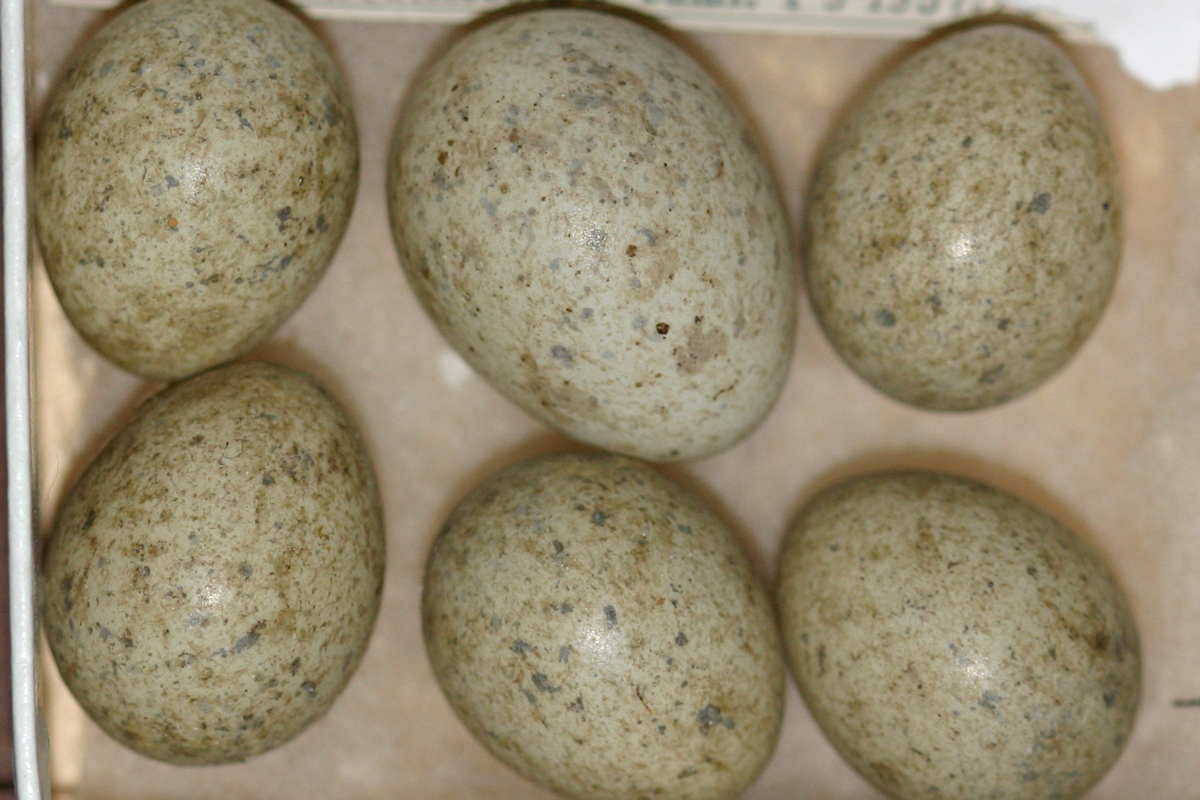 Hvis vi ser bort fra størrelsen er det ikke mulig for et utrent øye å se hvilket som er gjøkegget blant tornsangerens egg. Foto: Bård Stokke, NINA