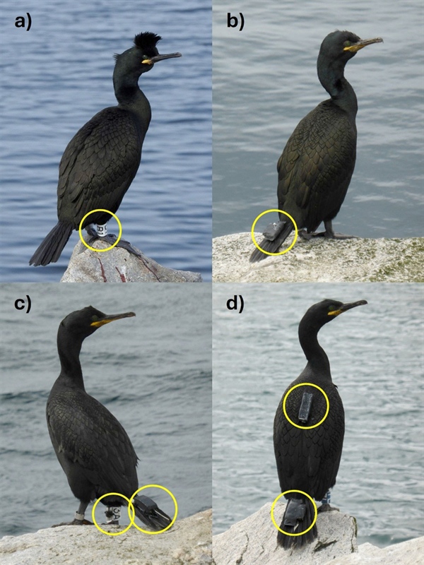 Logger categories and attachment s on European shags: a) plastic ring only (control group); b) GPS (Global Positioning System) with TDR (temperature and depth recorder), both attached to the tail; c) GPS attached to the tail with TDR mounted 