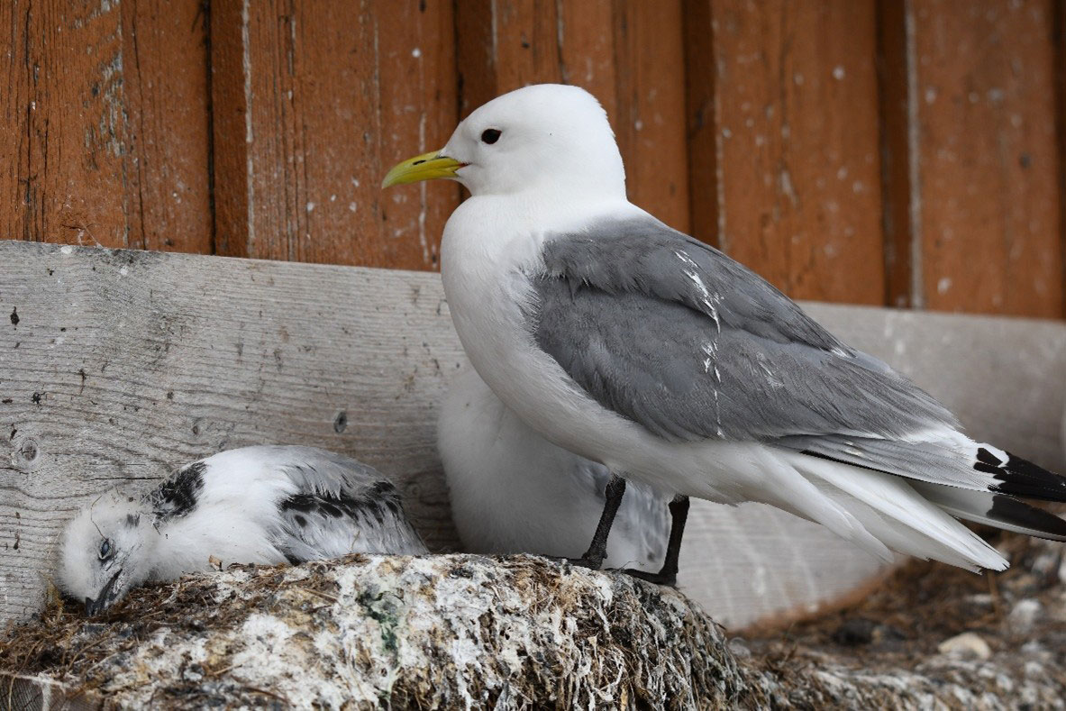 Oppvarming av havet fører blant annet til at voksne krykkjer sliter med å finne nok mat til ungene i reiret. Foto: Signe Christensen-Dalsgaard/NINA.