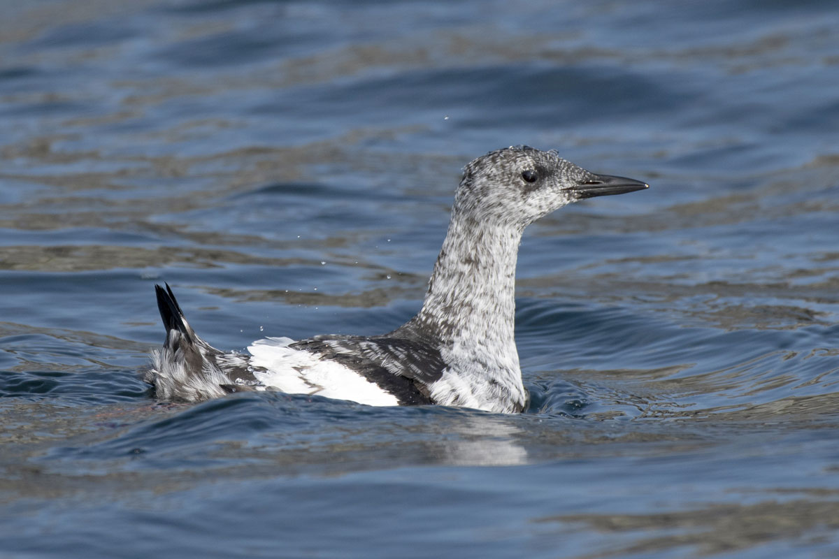 Studien viser at teisten dykker etter mat i tareskogen også om vinteren, dog i en mer nøytral drakt enn om sommeren. Foto © Tycho Anker-Nilssen/NINA