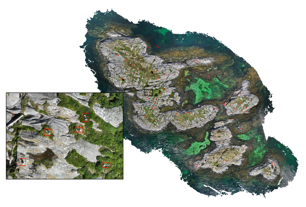 Ortomosaikk av Småværholman i Flatanger kommune, Trøndelag. Røde bokser viser modellens prediksjoner av sjøfugl. Innfelt bilde viser fire hekkende svartbak (Larus marinus) og én stående på land. Illustrasjon © Mie Prik Arnberg.