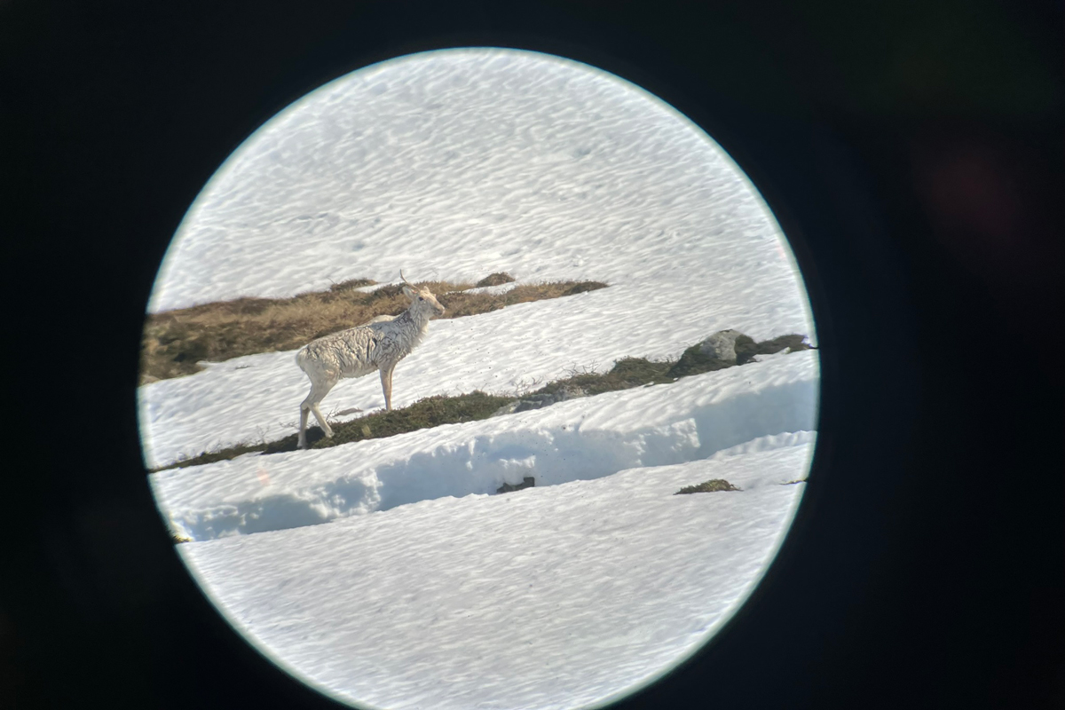 Tilsynelatende drektig simle jages av jerv i et elveleie, midt i kalvingstida. Simla bruker den delvis åpne elva som buffer mot jerven. Foto: Brage Bremset Hansen, NINA