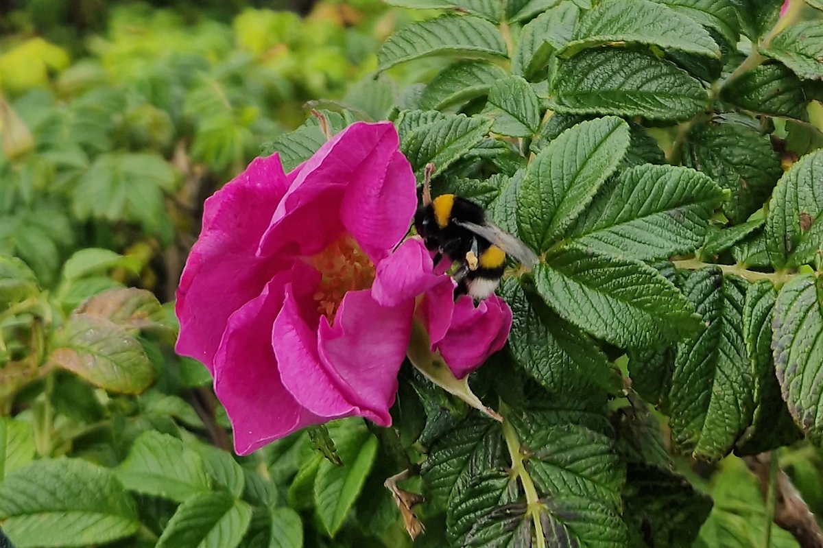 Denne humla hører ikke hjemme på Falklandsøyene. Foto: Anders Endrestøl, NINA.