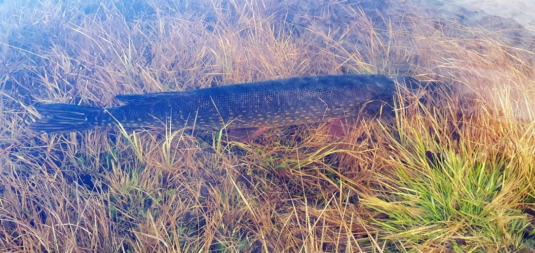 Gjedda forsyner seg grovt av laksesmolten i Tanavassdraget. Foto: Martin-A. Svenning, NINA