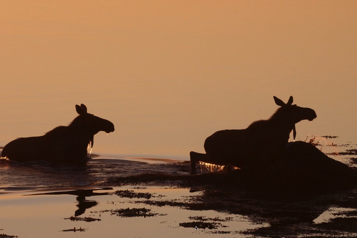De fleste elgene oppdages rett før eller rett etter de har svømt i land. Derfor vet vi lite om distansen de svømte i ett strekk. Foto: Torbjørn Martinsen