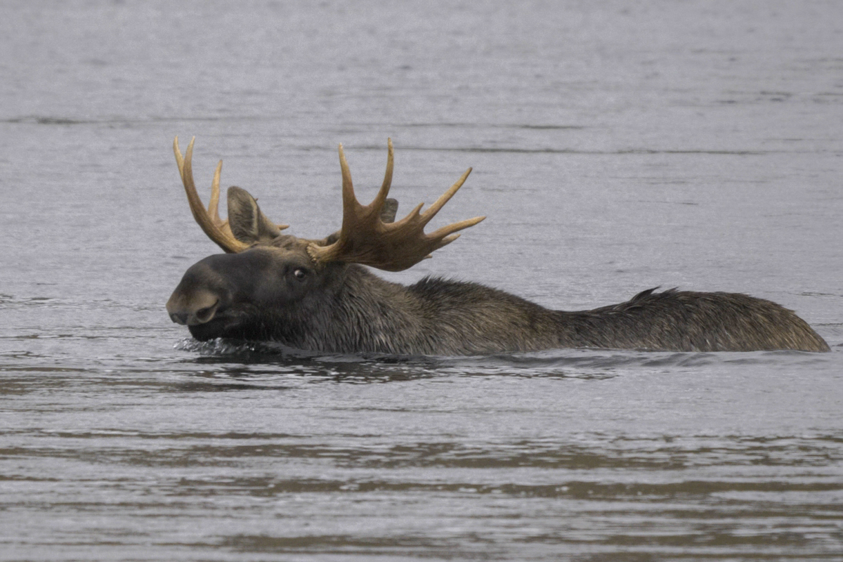 Elgen er en god svømmer. Foto: Torbjørn Martinsen