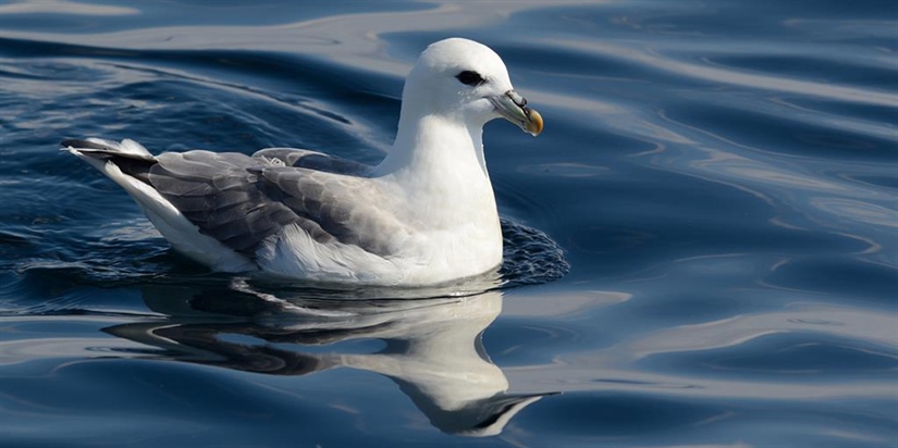 Fulmars contaminated more by food than microplastics