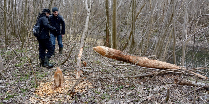 Norway and Slovenia joining forces in beaver management 