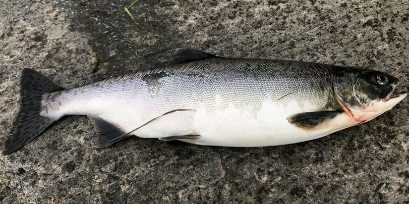 Did you catch pink salmon this summer?