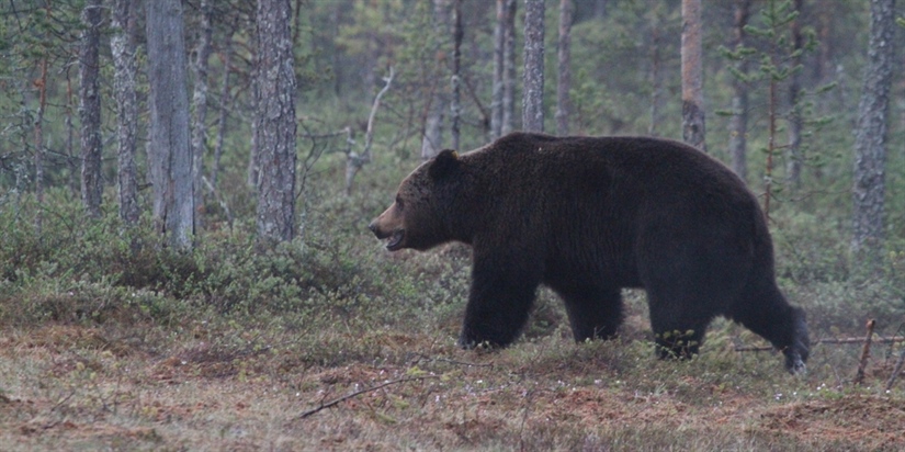 Long-term side-effects of abdominal implants in brown bears