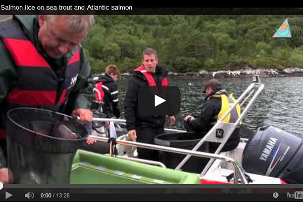 Video: Salmon lice on sea trout and Atlantic salmon