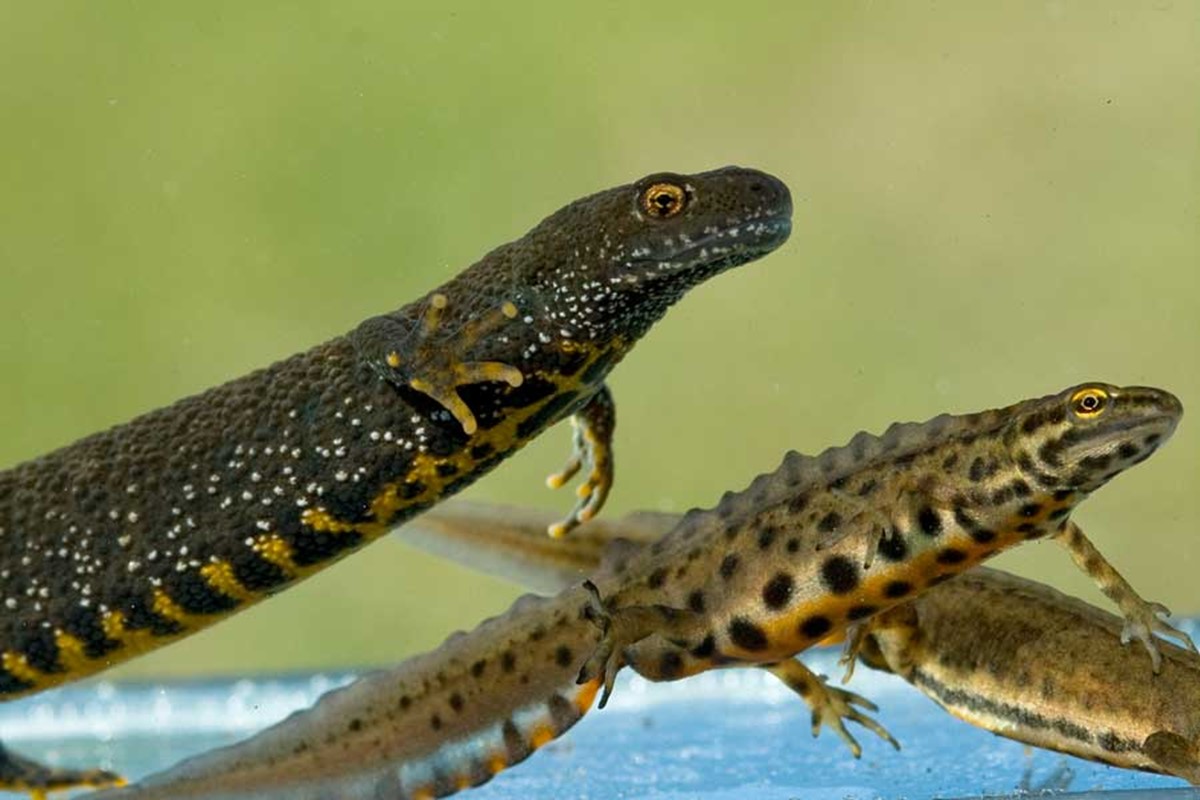 Stor (til venstre) og liten salamander. Foto.