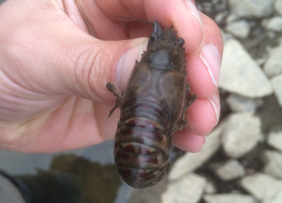 Spiny Cheek crayfish (Orconectes limosus). Foto.