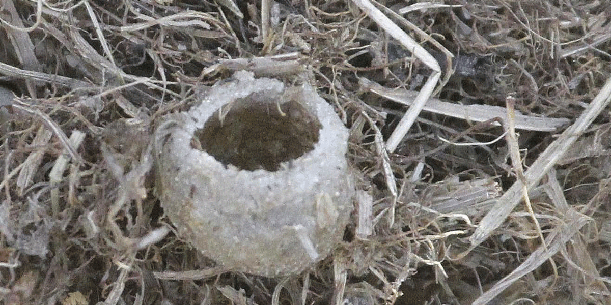 Begynnende bol hos åkerhumle Bombus pascuorum, Trondheim i Sør-Trøndelag. Dronningen starter samfunnet ved å bygge en honningkrukke som fylles med humlehonning. Deretter legges de første eggene, ca. 10, i en klump av pollen og nektar som dekkes av voks. Dronningen ruger på eggene ved å avgi varme gjennom kroppen fra vibrasjoner i flygemuskulaturen. Eggene klekkes etter ca. fire-fem dager. Foto © Jan Ove Gjershaug/NINA.