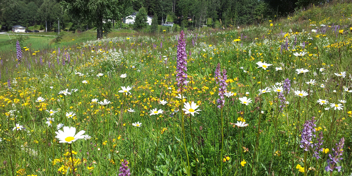 Blomsterrike slåtteenger er viktige naturtyper for humler og en rekke andre insekter. I dag er det langt imellom slike områder, og mye tyder på at mangel på blomster er en viktig årsak til at flere arter av pollinerende insekter har gått tilbake. Bildet er fra Aremark i Østfold. Foto © Frode Ødegaard/NINA