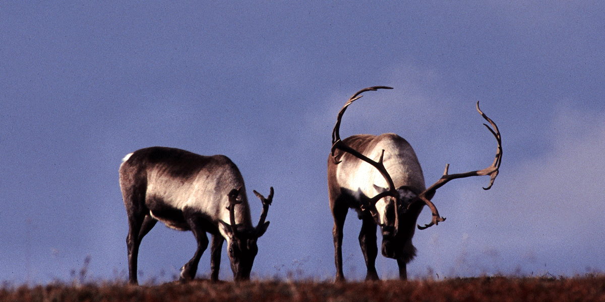 Bukk og simle. Foto © Per Jordhøy