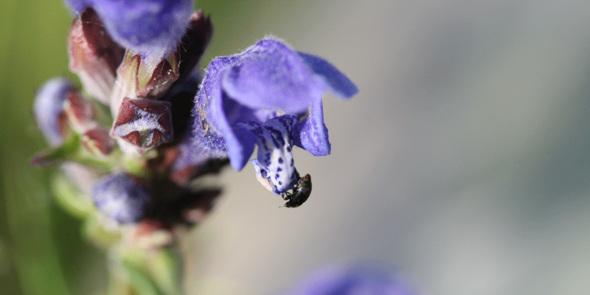 Dragehodeglansbillen lever på blomsten dragehode og er kjent fra noen lokaliteter i Oslo, Akershus og Buskerud. Foto © Anders Endrestøl.