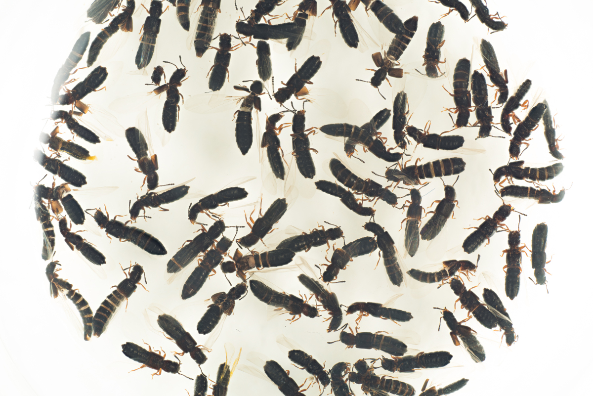 Carpelimus zealandicus. Foto. Carpelimus zealandicus. Foto.