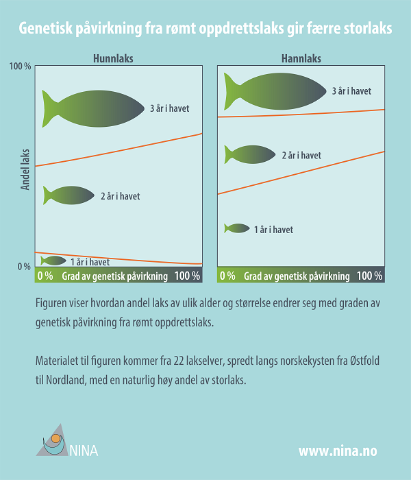 Villaks med mye genetisk påvirkning fra oppdrettslaks har en annen alder og størrelse når den blir kjønnsmoden enn villaks som har mindre oppdrettslaks i slekta. Det fører blant annet til at det blir færre storlaks i elvene. Grafikk: NINA, april 2017 Villaks med mye genetisk påvirkning fra oppdrettslaks har en annen alder og størrelse når den blir kjønnsmoden enn villaks som har mindre oppdrettslaks i slekta. Det fører blant annet til at det blir færre storlaks i elvene. Grafikk: NINA, april 2017