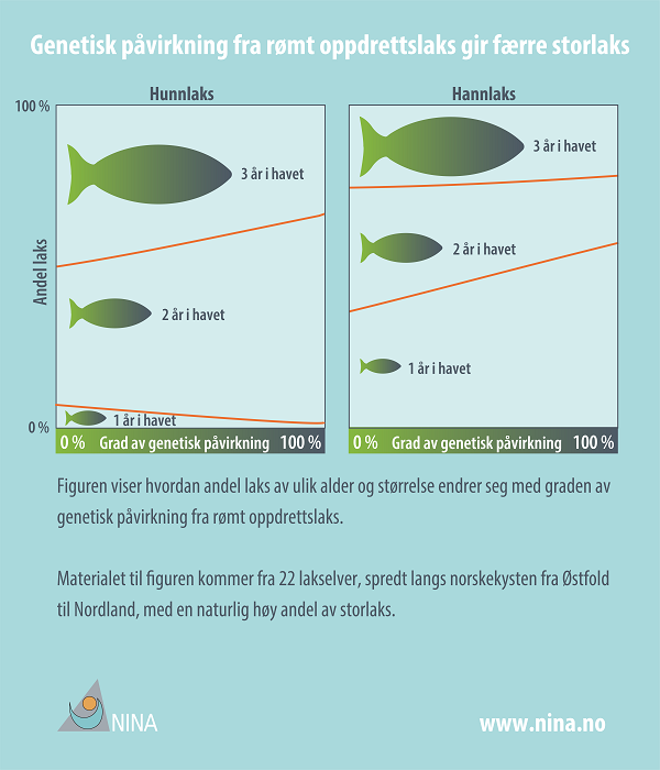 Villaks med mye genetisk påvirkning fra oppdrettslaks har en annen alder og størrelse når den blir kjønnsmoden enn villaks som har mindre oppdrettslaks i slekta. Det fører blant annet til at det blir færre storlaks i elvene. Grafikk: NINA, april 2017