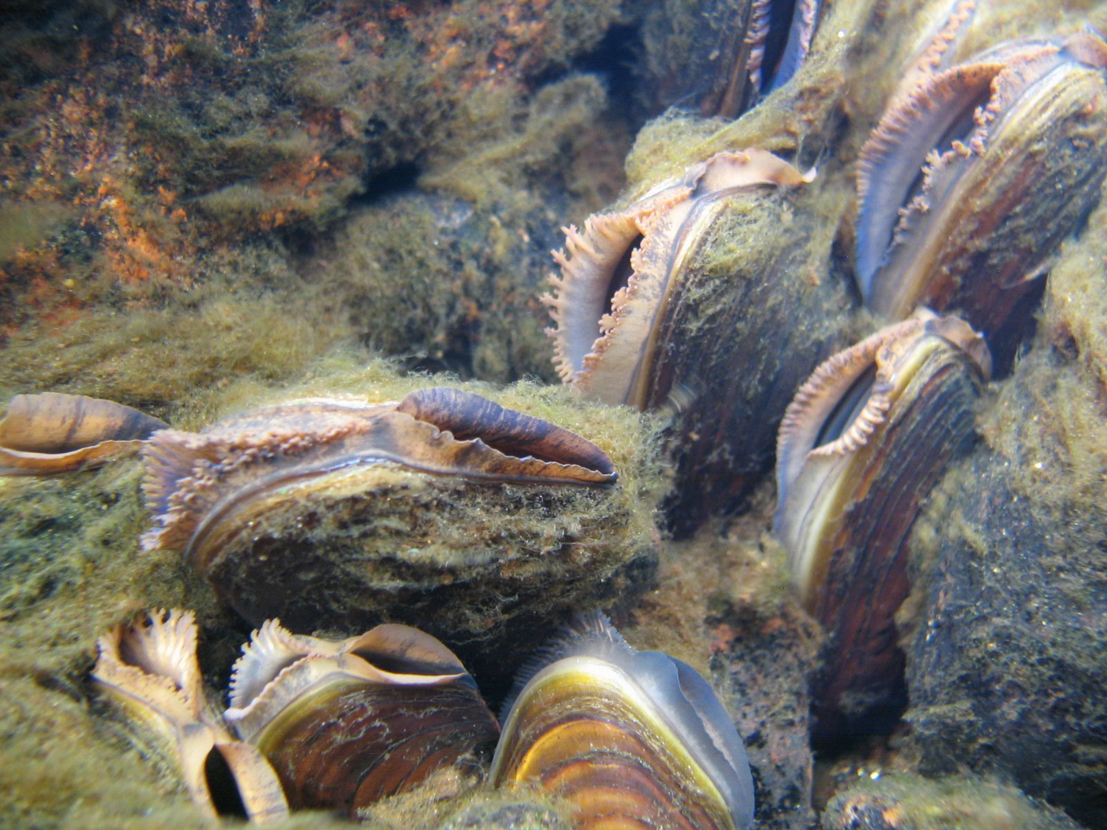 Foto: Bilde av elvemuslinger i vannet.