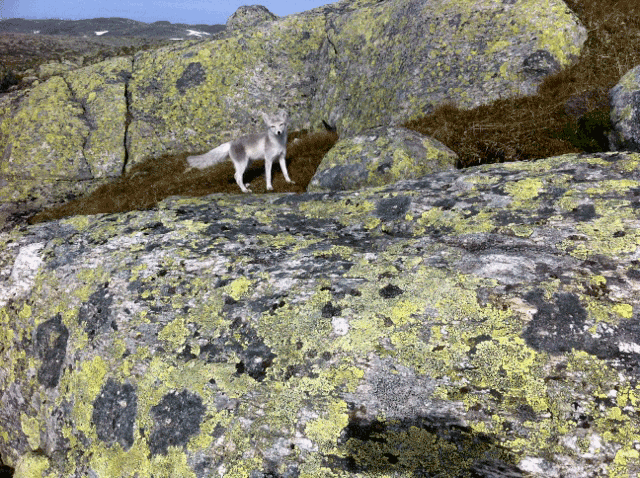 Fjellrev observert i Setesdalsheiene