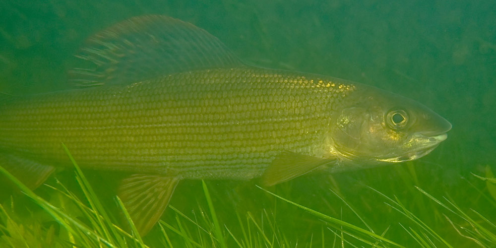 Harren er den mest populære fiskearten blant de utenlandske turistene. Foto © Børre K. Dervo/NINA