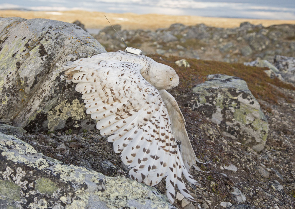 Snøuglehunn slippes etter å ha fått påmontert satellittsender på ryggen. Foto © Karl-Otto Jacobsen.