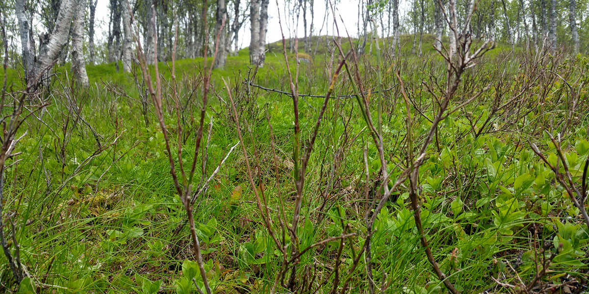 Blåbærlyng i Tromsø (Tønsvikdalen) helt død etter kraftig bjørkemålerutbrudd. Foto: Jarle W. Bjerke.