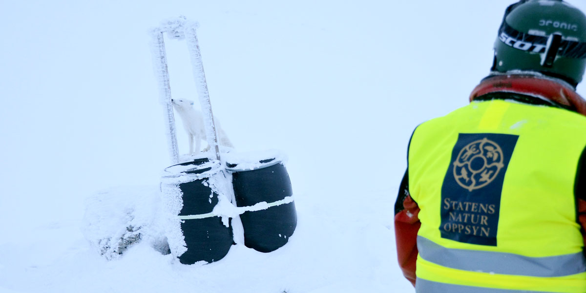 Utsetting av fjellrev på Hardangervidda. Utsetting av fjellrev på Hardangervidda.