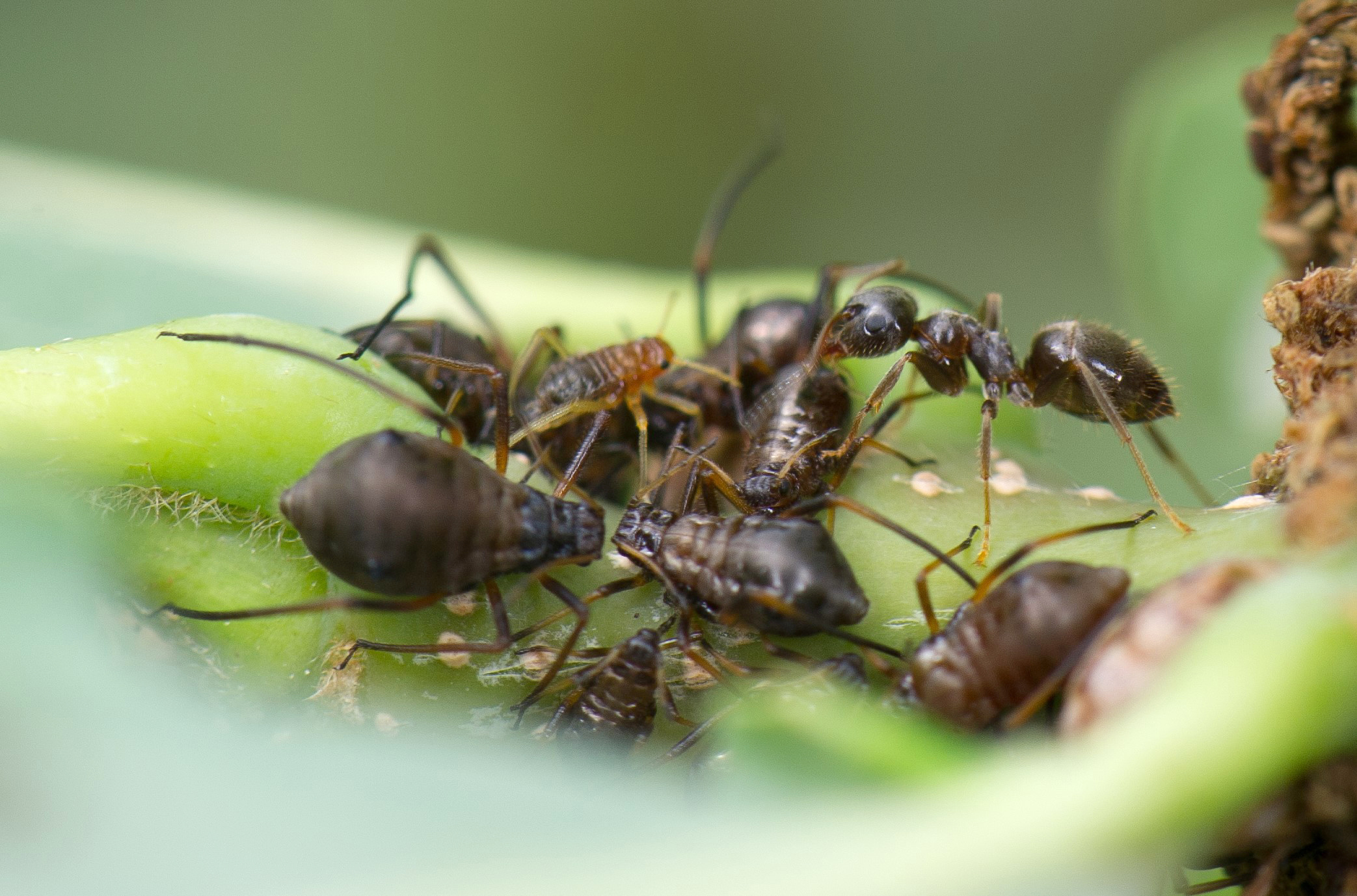 Skogjordmaur (Lasius platythorax) som samler honningdugg fra en bladluskoloni på eik. Foto: Arnstein Staverløkk Skogjordmaur (Lasius platythorax) som samler honningdugg fra en bladluskoloni på eik. Foto: Arnstein Staverløkk