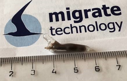 Slike dataloggere skal benyttes for å avsløre trekkruter og vinteroppholdssted for havsvalene som hekker på Sklinna. Foto: Børge Moe